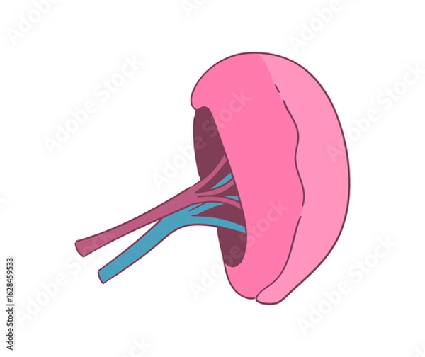 Obraz 脾臓のイラスト