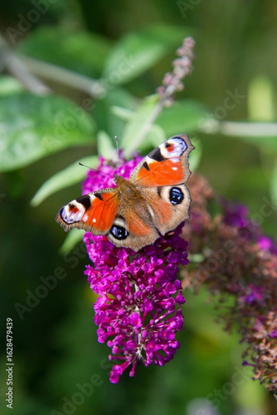 Obraz The European peacock butterfly on buddleja davidii (summer lilac) flowers