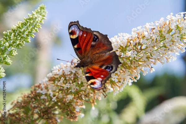 Obraz The European peacock butterfly on buddleja davidii (summer lilac) flowers