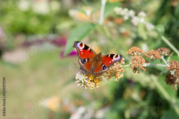 Obraz The European Peacock butterfly on buddleja davidii (summer lilac) flowers