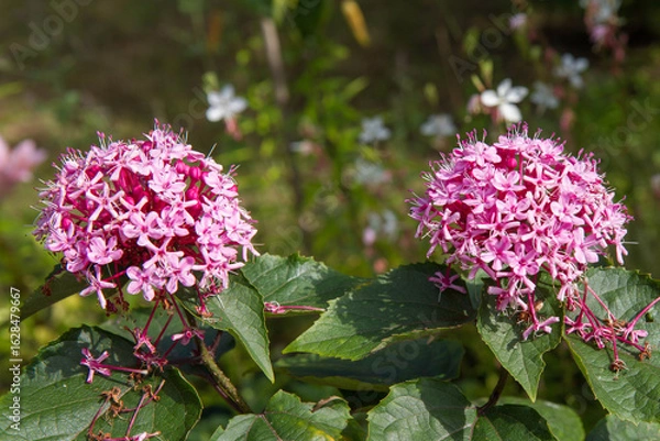 Obraz The rose glory bower (Clerodendrum bungei) plant blooming in a garden