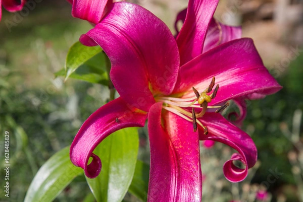 Obraz Pink lily flowers blooming in a garden 