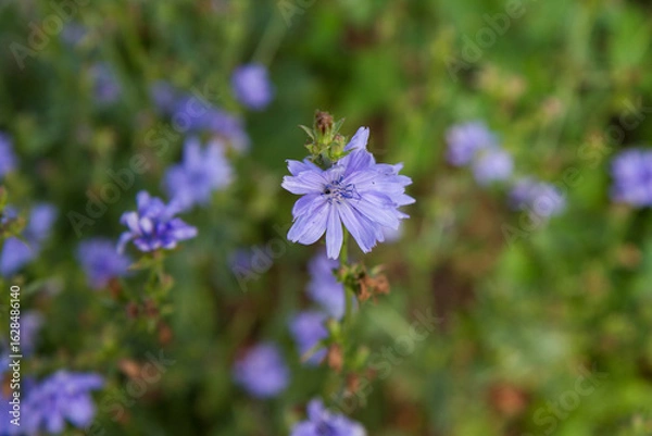 Obraz Common chicory plant blooming in a meadow