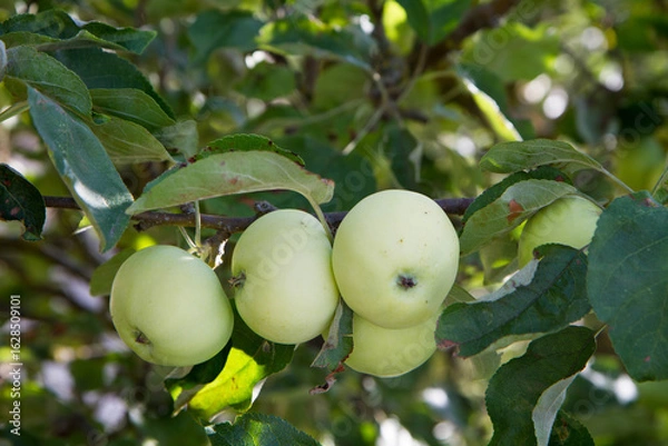 Obraz White Transparent Apples on a branch 