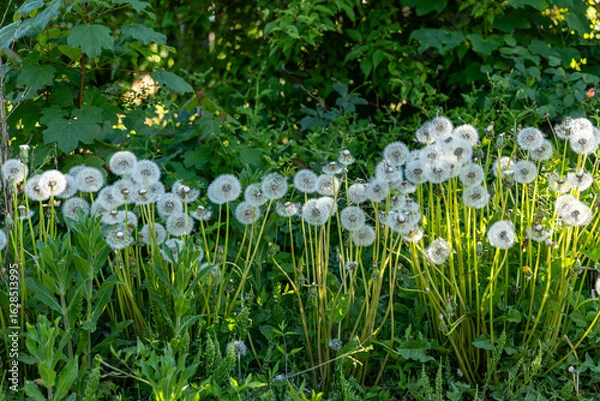 Obraz Spring seeds in mornig light