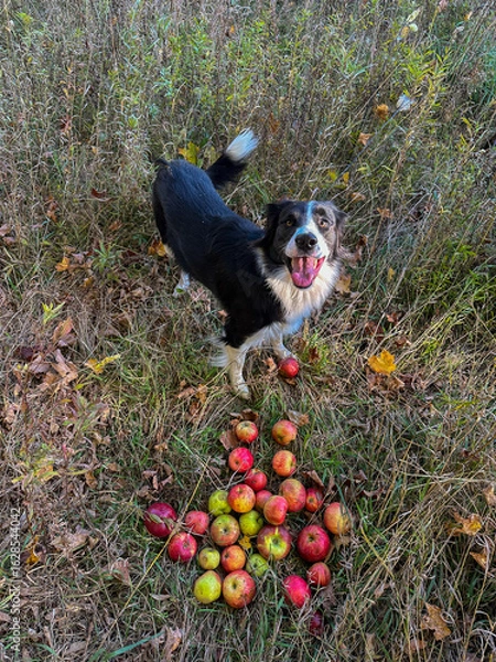 Fototapeta A joyful black and white dog stands in a field, smiling at the camera, next to a pile of fresh red and yellow apples on the ground.