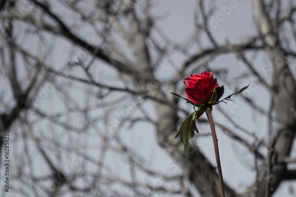 Fototapeta Red rose alone in the woods