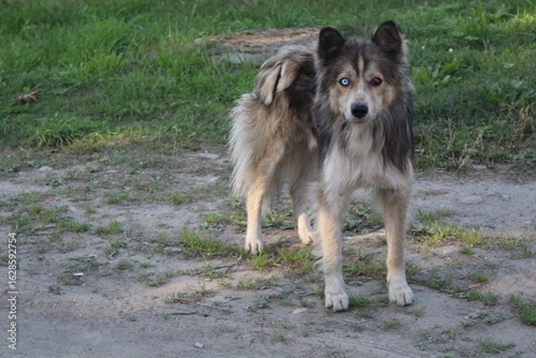 Fototapeta the dog is unusual, a cross between a husky and a mongrel, eyes of different colors 