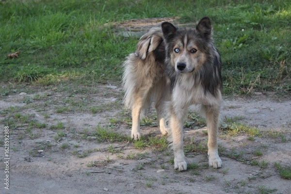 Fototapeta the dog is unusual, a cross between a husky and a mongrel, eyes of different colors 