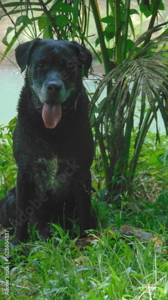 Fototapeta Un beau chien noir assis dans la forêt