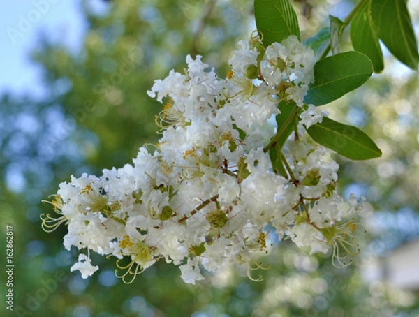 Obraz Natchez Crape Myrtle Blooms