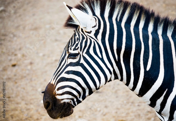Obraz close up side view of a zebra