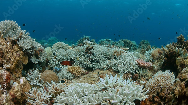 Obraz Coral bleaching occurs when sea surface temperatures rise.