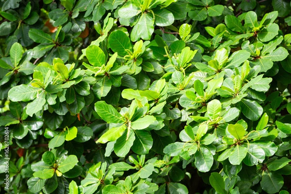 Obraz Tropical almond leaf