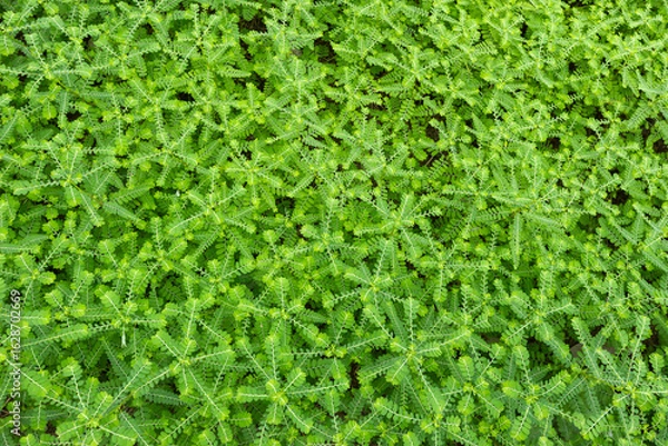 Obraz Phyllanthus niruri or gale of the wind