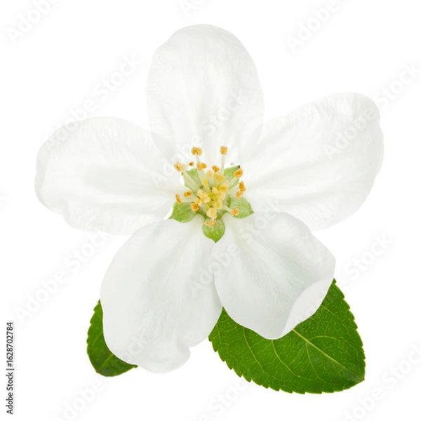 Fototapeta Delicate white apple blossom flower with green leaves isolated on transparent background