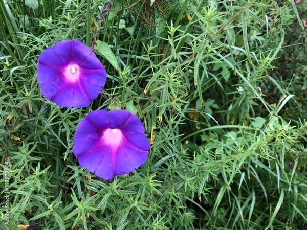Fototapeta Close-up of field flowers next to rocks around after a rain in the morning, small bushes decorating the view of nature