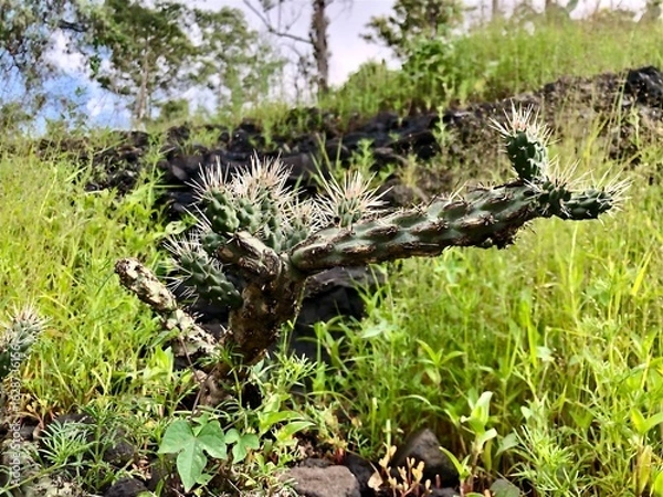 Fototapeta Cactus with long yellow pointed spines. Closeup of a green cactus plant with long pointy yellow spines.