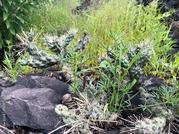 Fototapeta Cactus with long yellow pointed spines. Closeup of a green cactus plant with long pointy yellow spines.