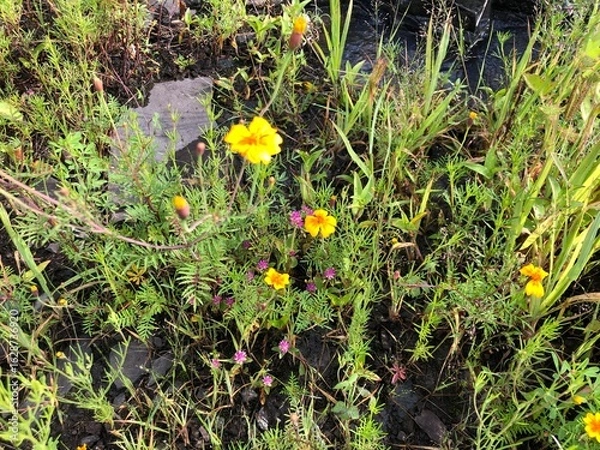 Fototapeta Close-up of field flowers next to rocks around after a rain in the morning, small bushes decorating the view of nature