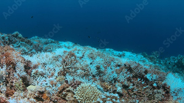 Obraz Bludzenie koralowców występuje, gdy wzrost temperatury powierzchni morza.