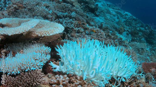 Obraz Coral bleaching occurs when sea surface temperatures rise.
