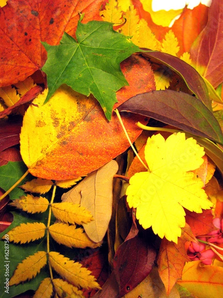 Fototapeta Laubblatt