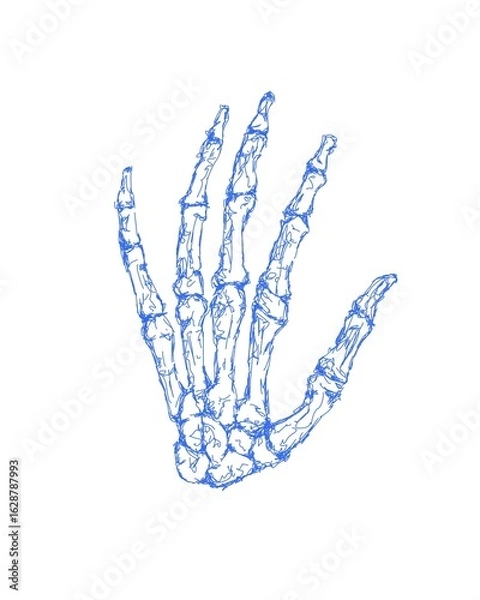 Fototapeta Skeleton hand. 