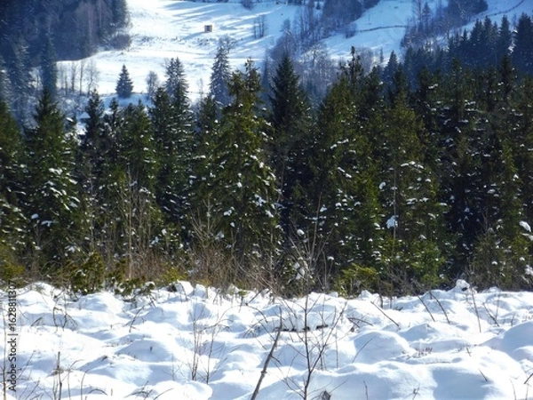 Obraz Beautiful evergreen spruce forest in winter