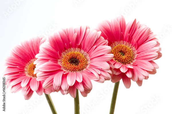 Fototapeta Gerberas