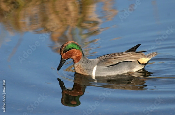 Obraz green winged teal