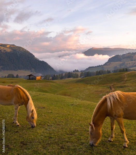 Obraz horses in the mountains