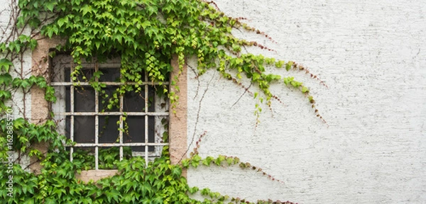 Fototapeta Old window with a lattice covered with grape leaves, a minimalistic view with a white textured wall background, Walldorf, Germany.