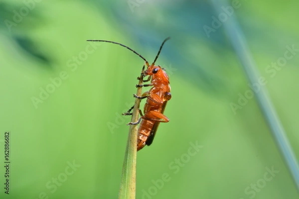 Fototapeta macro red bug on the grass