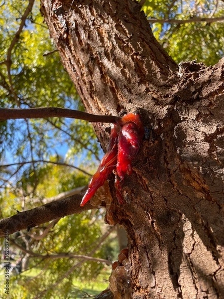 Obraz Grevillea robusta con savia seca