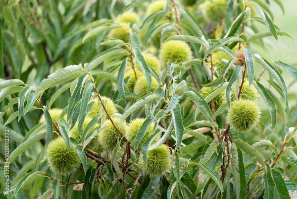 Obraz 夏の青い栗