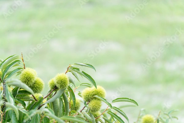 Obraz 夏の青い栗とコピースペース