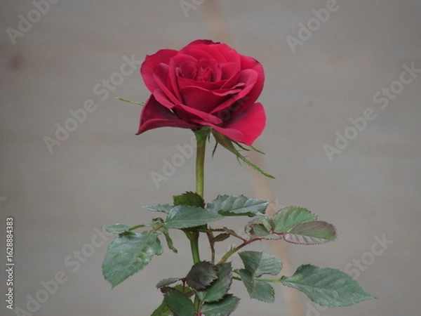 Fototapeta As rosas rosas e vermelhas.