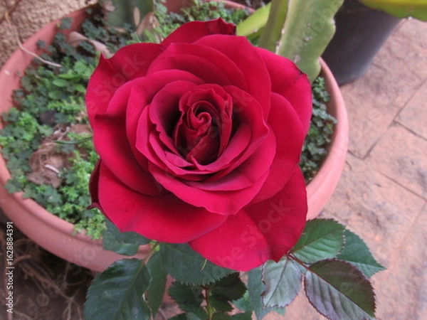 Fototapeta As rosas rosas e vermelhas.