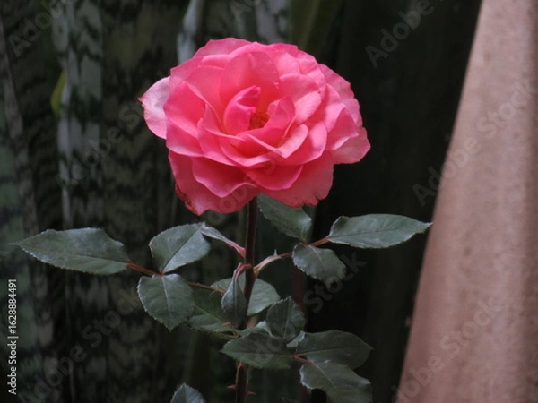 Fototapeta As rosas rosas e vermelhas.