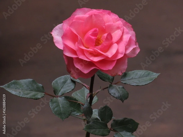 Fototapeta As rosas rosas e vermelhas.