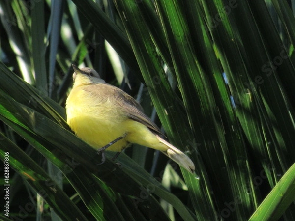 Fototapeta O pássaro no coqueiro.