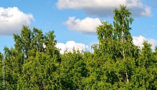 Obraz Lush forest canopy under a partly cloudy sky