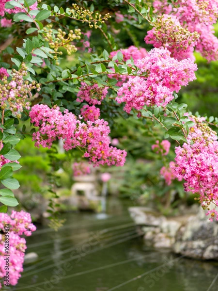 Fototapeta 水辺に咲いた百日紅の花