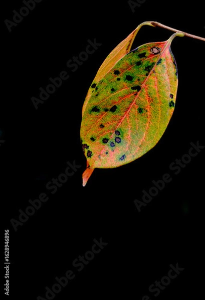 Fototapeta 色づいた晩秋の柿の葉