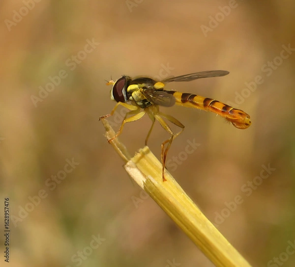 Fototapeta The photo shows a macro of a small wasp from the family Syrphidae, the common buttercup (Sphaerophoria scripta), also known as the long buttercup, standing at the end of a stem. Background.