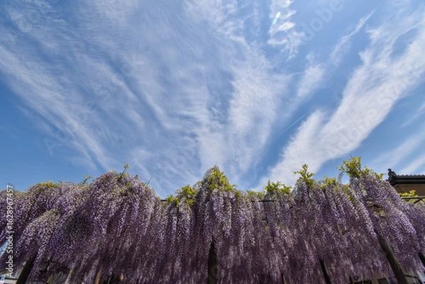 Obraz 藤棚とスジ雲（岐阜・浄土真宗大谷派竹鼻別院のふじまつり）