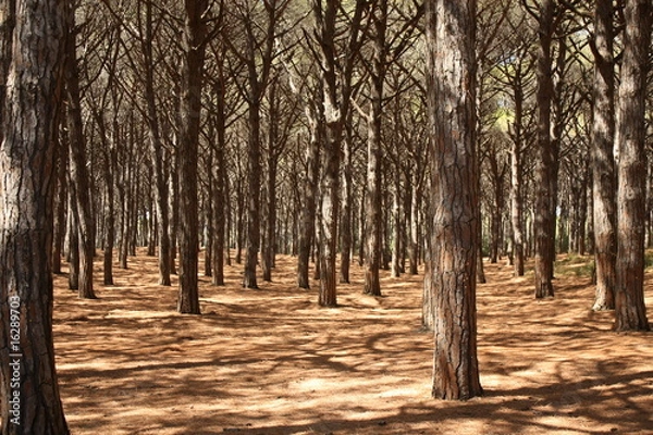Obraz Pine trees