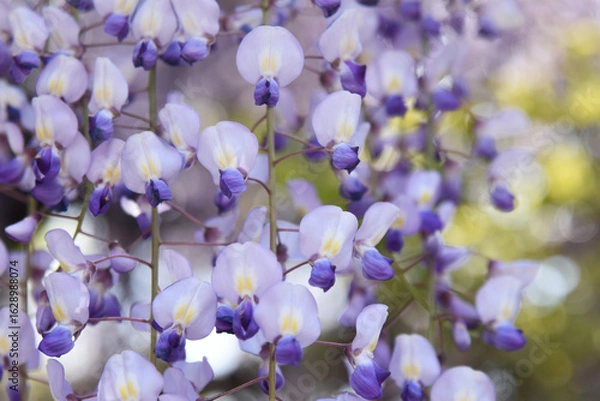 Obraz ふじの花（美濃竹鼻別院のふじまつり）