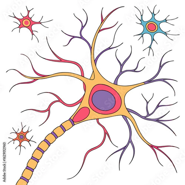 Fototapeta Colorful Detailed Neuron Illustration